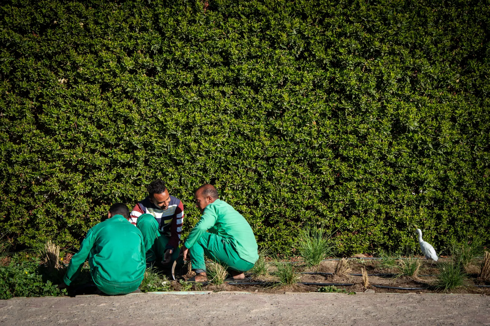 Tre giardinieri in abbigliamento verde curano un’aiuola accanto a una siepe.